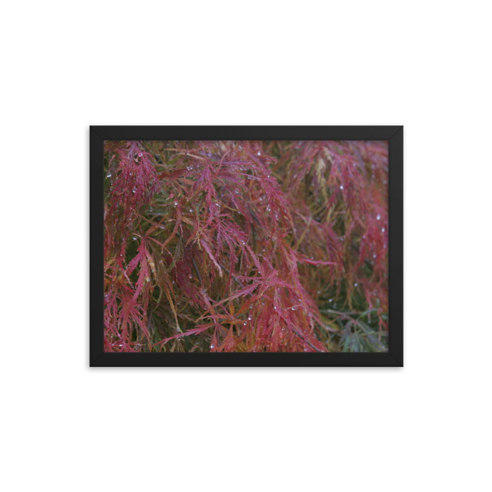 Japanese Maple in Fall Framed Poster