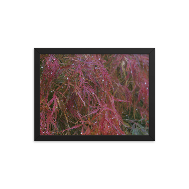 Japanese Maple in Fall Framed Poster