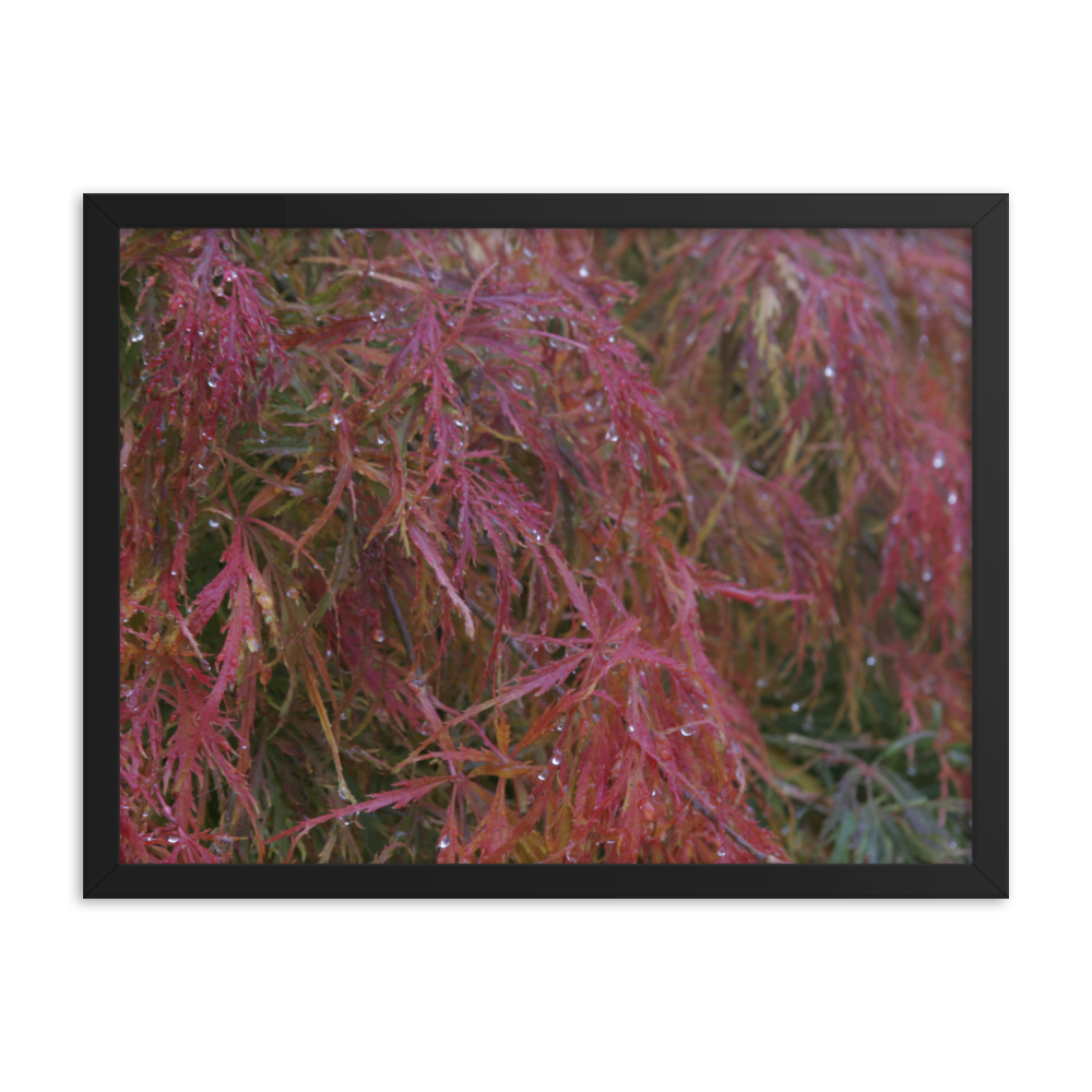 Japanese Maple in Fall Framed Poster