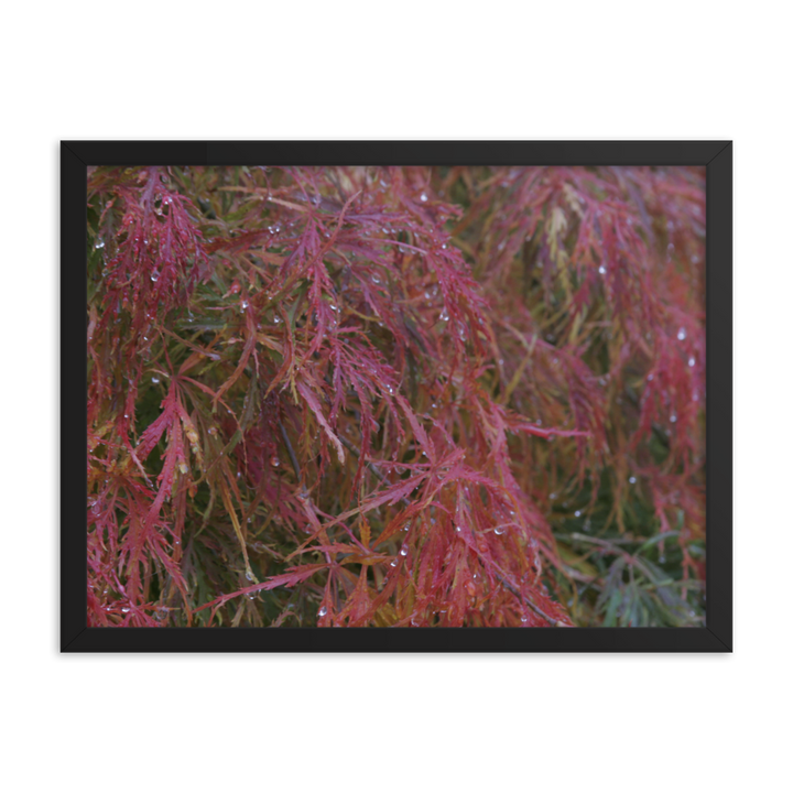 Japanese Maple in Fall Framed Poster