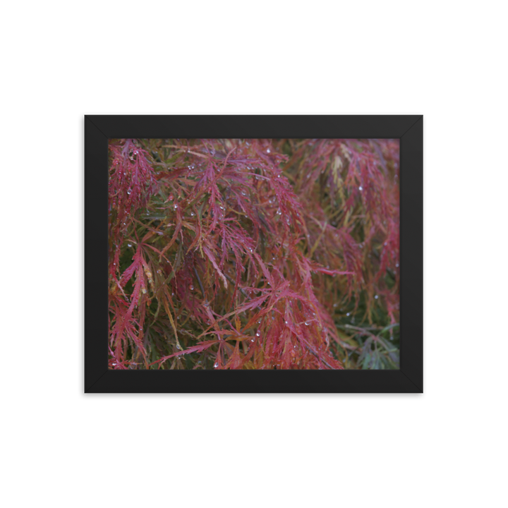 Japanese Maple in Fall Framed Poster