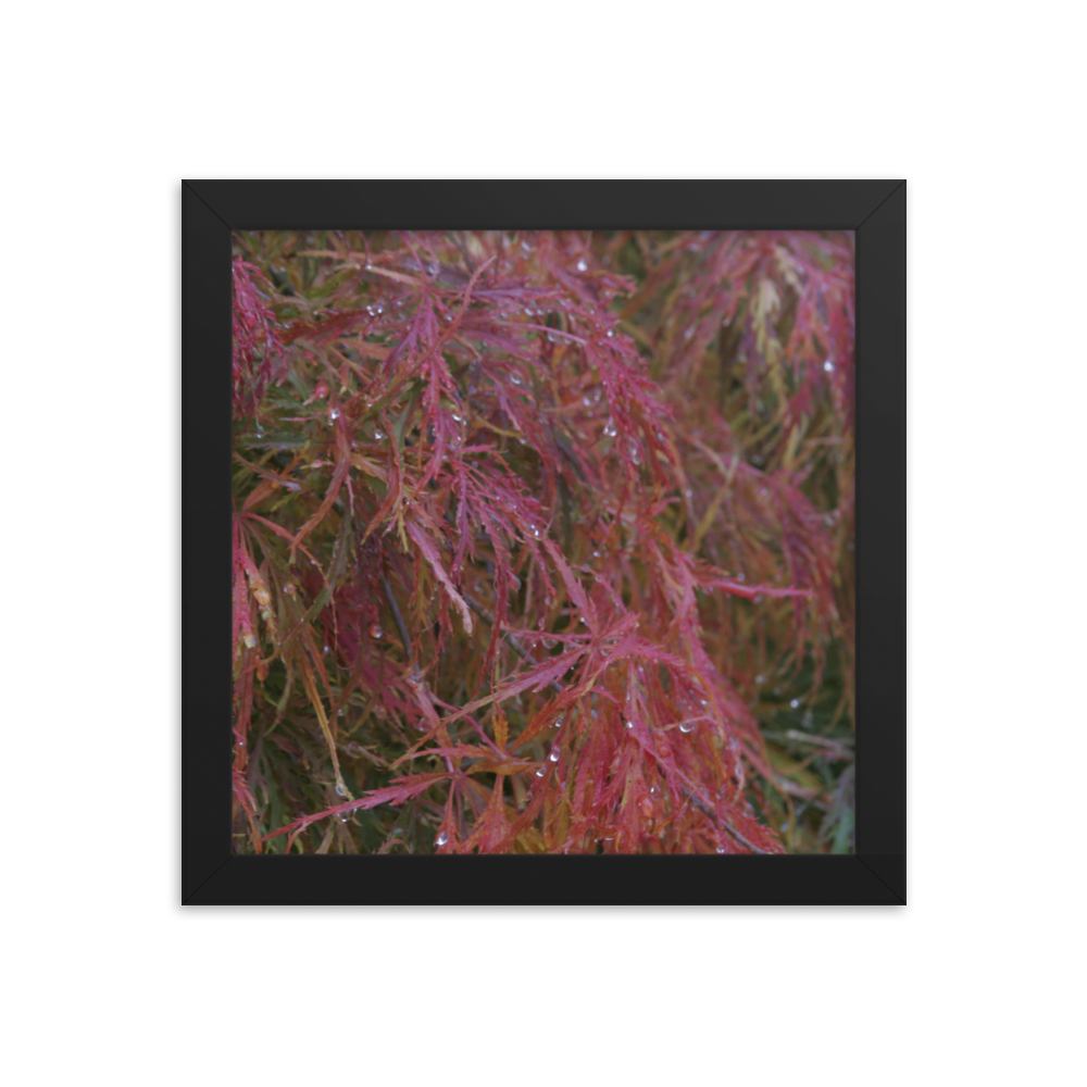 Japanese Maple in Fall Framed Poster