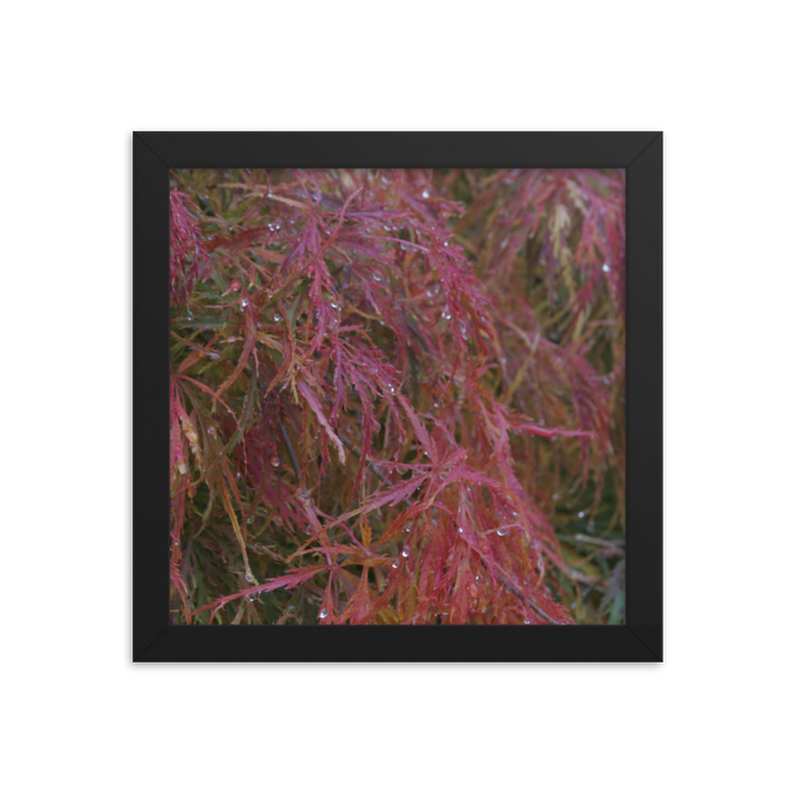 Japanese Maple in Fall Framed Poster