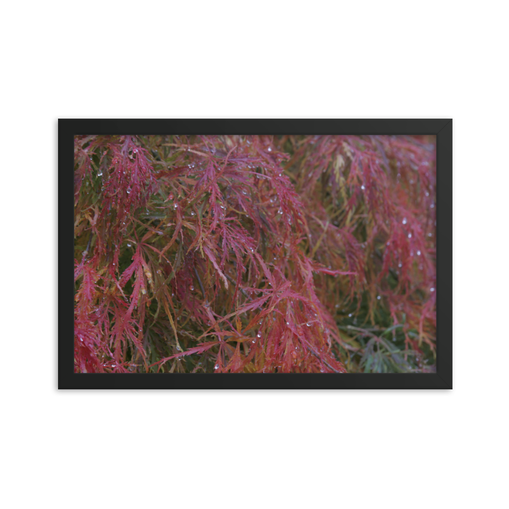 Japanese Maple in Fall Framed Poster