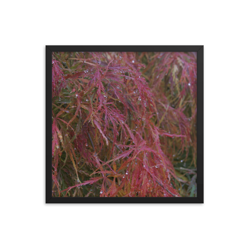 Japanese Maple in Fall Framed Poster