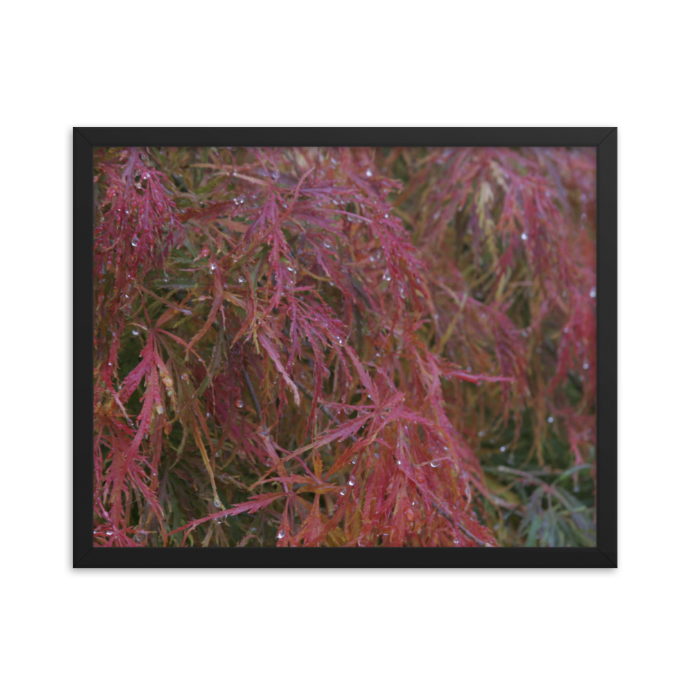 Japanese Maple in Fall Framed Poster