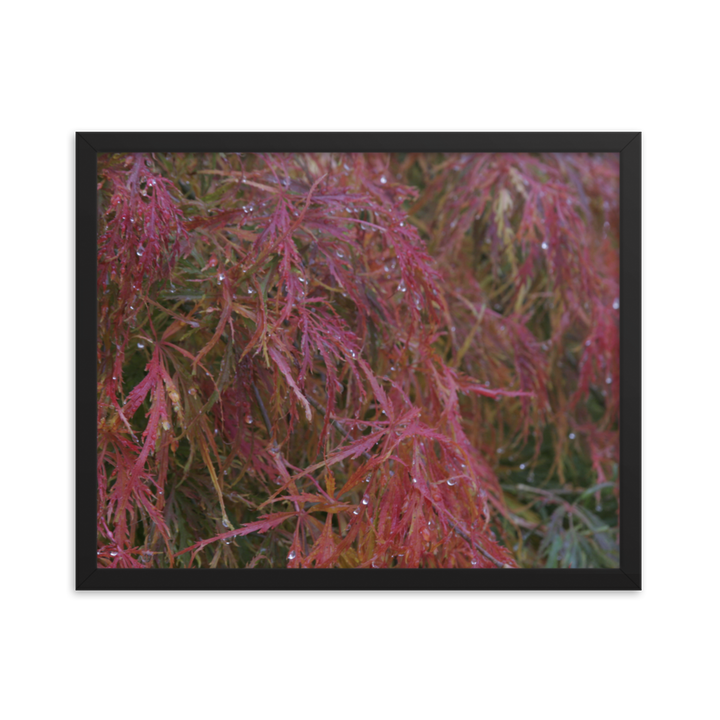 Japanese Maple in Fall Framed Poster