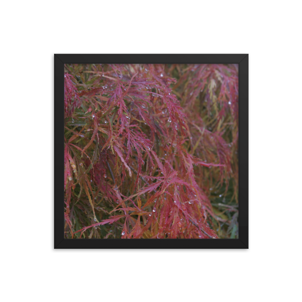 Japanese Maple in Fall Framed Poster