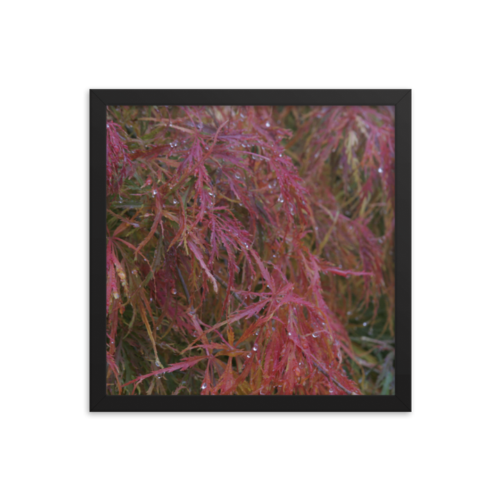 Japanese Maple in Fall Framed Poster