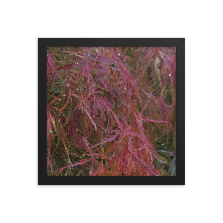 Japanese Maple in Fall Framed Poster