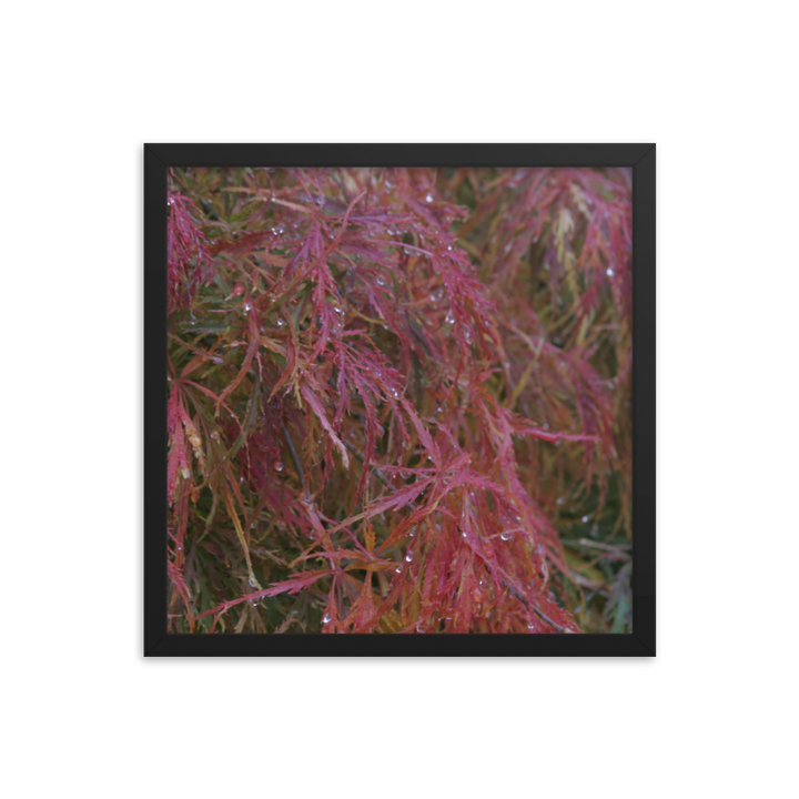 Japanese Maple in Fall Framed Poster